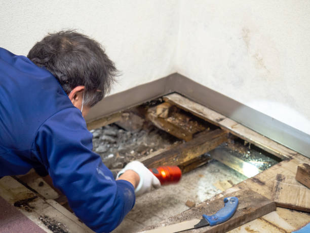 Best Attic Mold Remediation in Ly Lake, IL