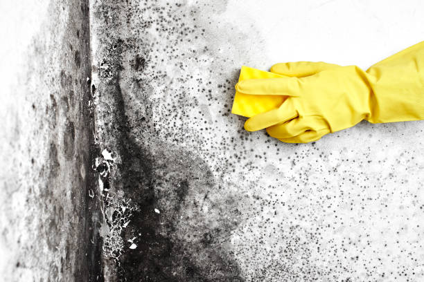 Best DIY Mold Remediation Support Services in Ly Lake, IL