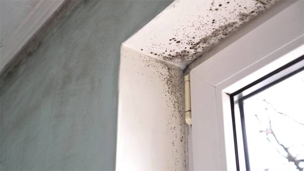 Best Crawl Space Mold Remediation in Ly Lake, IL