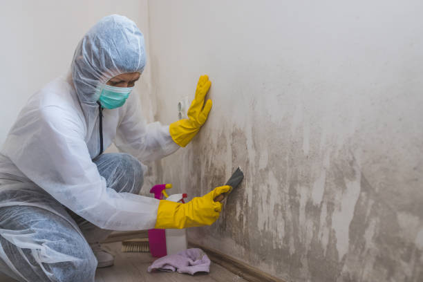 Professional Mold Remediation in Lily Lake, IL