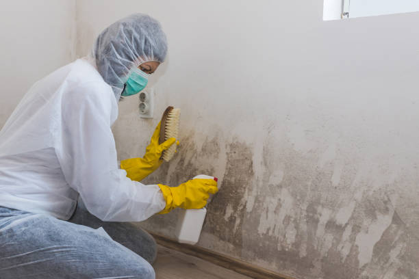 Best HVAC Mold Remediation in Ly Lake, IL