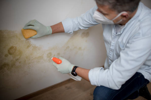 Best Black Mold Remediation in Ly Lake, IL