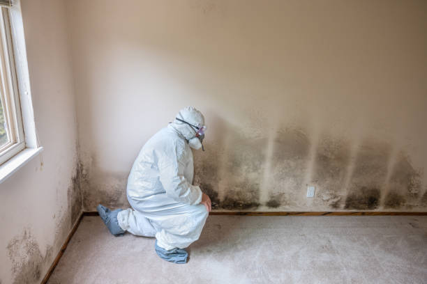 Best Localized Mold Remediation (e.g., coastal areas, humid climates) in Ly Lake, IL